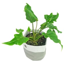 Philodendron - Standard