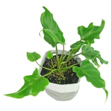 Philodendron - Standard