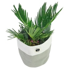 Placid Palm - Standard