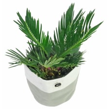 Placid Palm - Standard