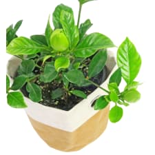 Glorious Gardenia - Standard