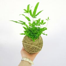 Kokedama - Cretan Fern - Standard