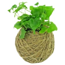 Kokedama - Holly Fern - Standard