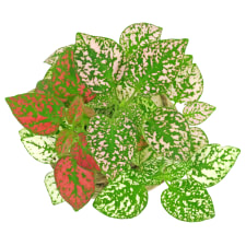 Kokedama -Hypoestes - Standard