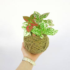 Kokedama -Hypoestes - Standard