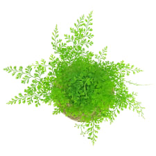 Kokedama -Rabbit Foot - Standard