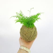 Kokedama -Rabbit Foot - Standard