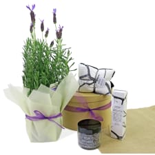 Holiday In Provence - Standard