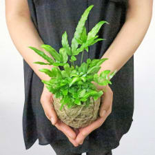 Kokedama - Cretan Fern - Standard