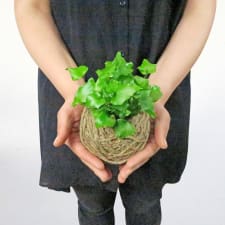 Kokedama - Holly Fern - Standard
