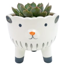 Sheep Succulent Planter - Standard