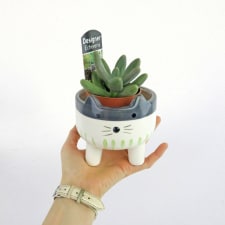 Kitty Succulent Planter - Standard