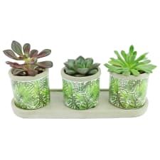 Geo Trio Succulents - Standard