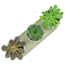Geo Trio Succulents - Standard