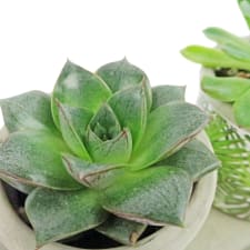 Geo Trio Succulents - Standard