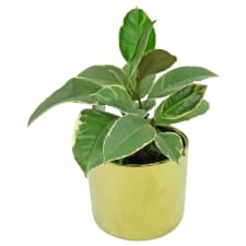 Fantastic Mini Ficus - Standard