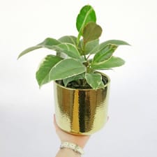 Fantastic Mini Ficus - Standard