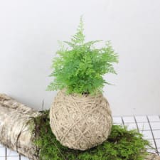 Kokedama -Rabbit Foot - Standard