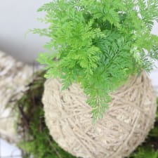 Kokedama -Rabbit Foot - Standard