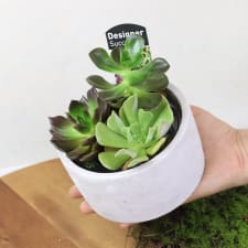 Succulent Garden - Little Lush - Standard
