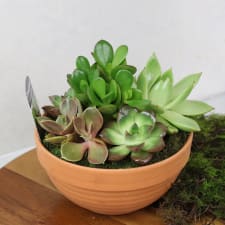 Baked Earth - Succulent Garden - Standard