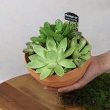 Baked Earth - Succulent Garden - Standard
