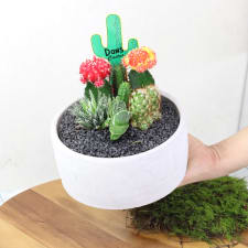 Cactus Garden - Painted Desert - Standard
