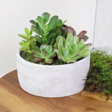 Urban Desert Succulent Garden - Standard