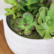 Urban Desert Succulent Garden - Standard