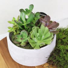 Urban Desert Succulent Garden - Standard