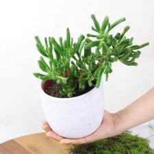 Captivating Crassula - Standard
