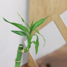 Lucky Bamboo - Standard
