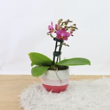 Orchid In Ombre - Pink - Standard