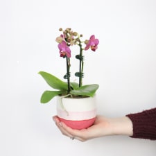 Orchid In Ombre - Pink - Standard