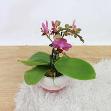 Orchid In Ombre - Pink - Standard