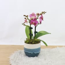 Orchid In Ombre - Blue - Standard