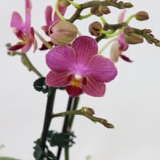 Orchid In Ombre - Pink - Standard