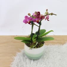 Orchid In Ombre - Green - Standard