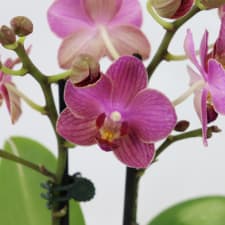 Orchid In Ombre - Blue - Standard