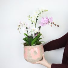 Orchid Garden - Standard