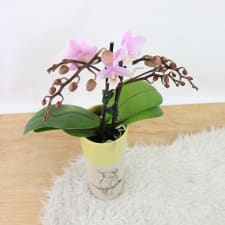 Parrot Orchid - Standard