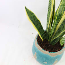 Striking Sansevieria - Standard