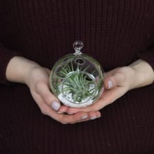 Airplant in an Orb - Standard