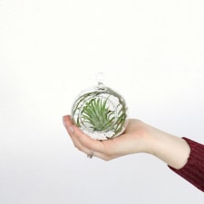 Airplant in an Orb - Standard
