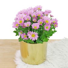 Gilded Chrysanthemum - Standard