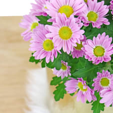 Gilded Chrysanthemum - Standard