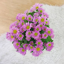 Gilded Chrysanthemum - Standard