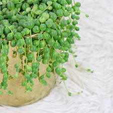 Gilded String Of Pearls - Standard