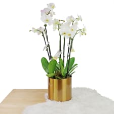 Golden Child Orchid Trio - Standard