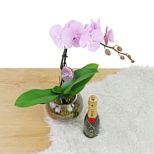 Champs Orchid - Standard